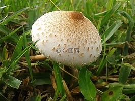 蘑菇,性質(zhì),真菌