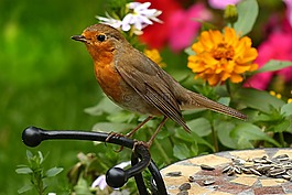 罗宾,erithacus rubecula,鸟