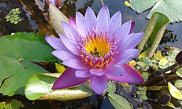 花卉,植物學(xué),裝飾