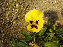 潘茜,花,開花