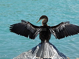 anhinga,鳥,野生動(dòng)物