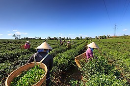 茶,綠,種植