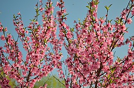 布魯姆,桃,桃花