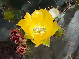 花,花椒梨,仙人掌