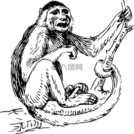 猴子,蜘蛛,叢林