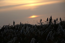 日出,蘆葦,霞