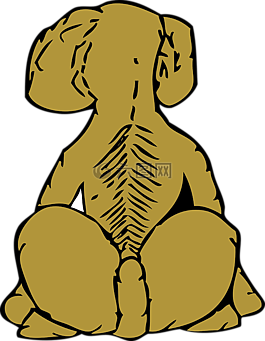 狗,后視圖,后方