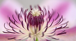 鐵線蓮,開花,關閉