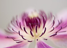 鐵線蓮,開花,關(guān)閉