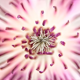 鐵線蓮,開花,關(guān)閉