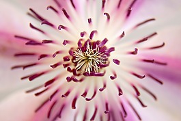 鐵線蓮,開花,關(guān)閉