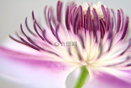 鐵線蓮,開花,關(guān)閉
