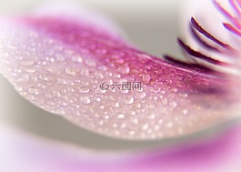 鐵線蓮,開花,關閉