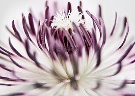 鐵線蓮,開花,關閉