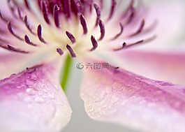 鐵線蓮,開花,關(guān)閉