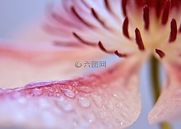 鐵線蓮,開花,關閉
