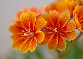 lewisia,bitterwurz,开花