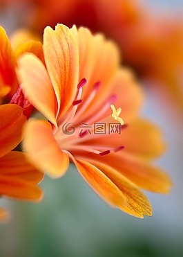 lewisia,bitterwurz,开花