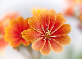 lewisia,bitterwurz,开花