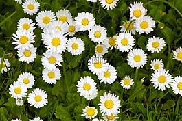 黛西,鮮花,草