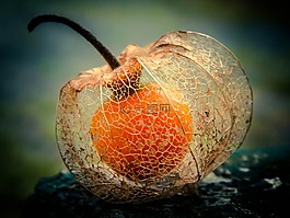 性質(zhì),水果,食品