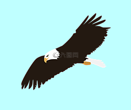 鷹,鳥,飛