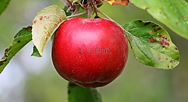 蘋果,蘋果樹,kernobstgewaechs