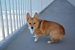 柯基犬图片,狗,动物