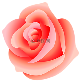 玫瑰,花,粉紅色