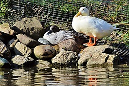 鴨,水禽,鳥