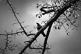 鳥,野生動物,動物