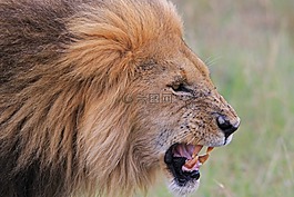 非洲,獅子,野生動物園