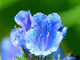 桔梗,花多,藍(lán)色