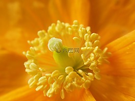 花,關(guān)閉了,春