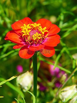 百日草,紅色,花多