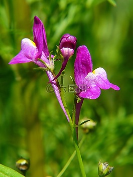 路边 toadflax,lein,紫色