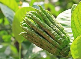 佛手,香橼,犹太苹果