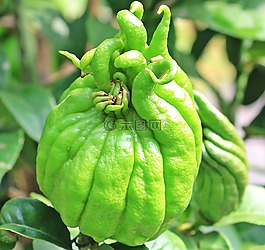 佛手,香橼,犹太苹果