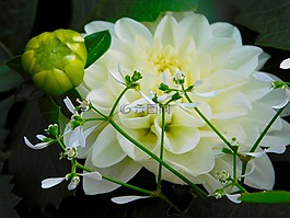 白花,芽,開花