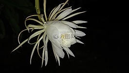 自然,植物區(qū)系,花
