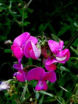 甜豌豆,野花,花