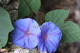 紫,花,紫色的小花