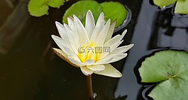 蓮花,百合,水