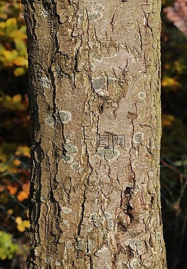 吠,樹(shù),部落