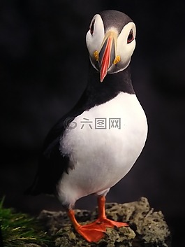 鳥,自然,野生動物