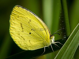 蝴蝶,黄色,昆虫