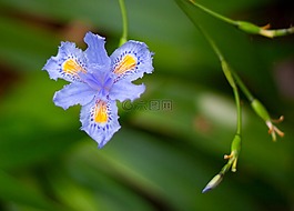 花,澳大利亞,開花