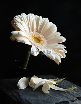 非洲菊,開(kāi)花,花