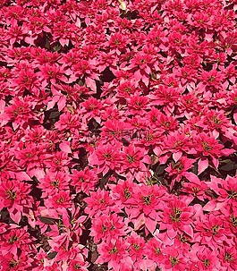 鲜花,粉红色,植物