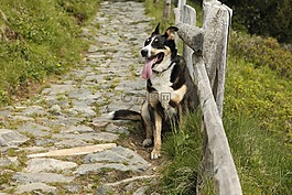 狗,籬笆,動(dòng)物世界